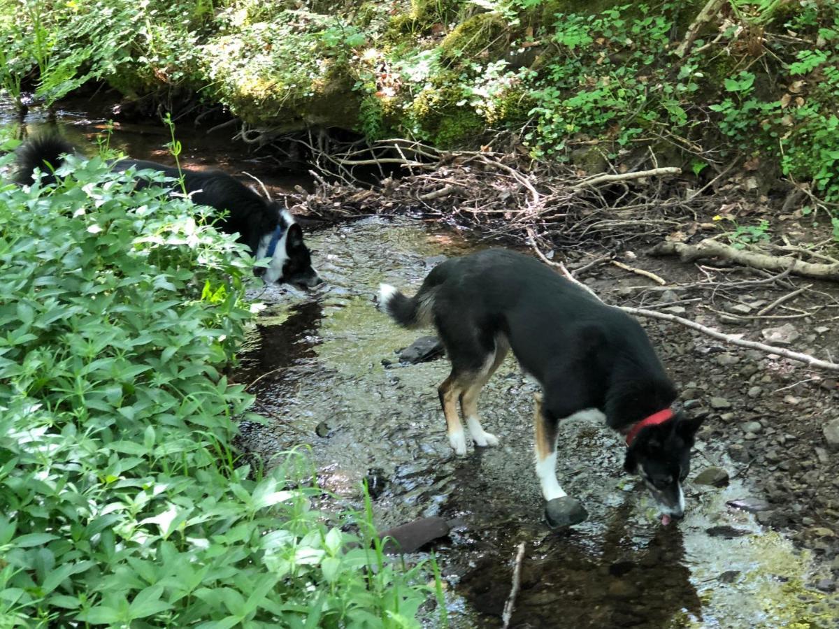 Willa Coed Y Marchog Woodland Retreat Hereford Zewnętrze zdjęcie
